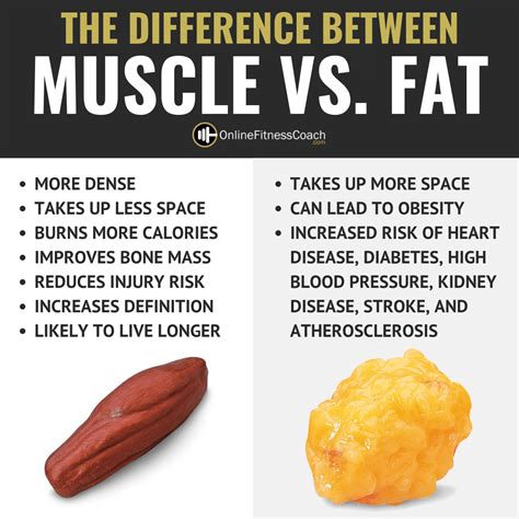  The amount of fat versus lean muscle someone has can influence their volume of distribution, which could explain why men and women show different responses to alcohol