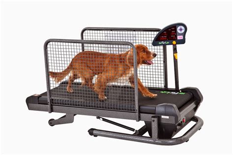  The amount of time your pet will spend on the treadmill depends on their baseline activity level