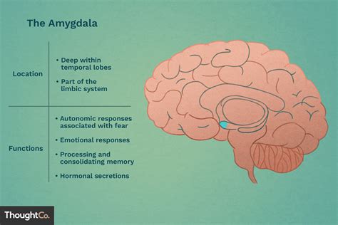  The amygdala is the portion in charge of memory and emotion control