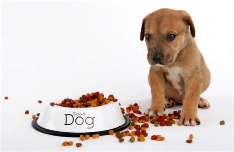  The answer is no, not really, though it is possible to harm your dog by overfeeding either as a puppy or an adult