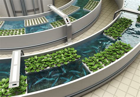  The aquaponic pond contains a rich ecosystem of fish, frogs, and turtles