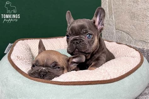  The article is based on the expert knowledge of the TomKings Puppies team who have been breeding French Bulldogs for 10 years on their farm