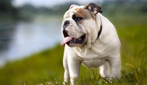  The average English Bulldog height is 16 inches 40 cm maximum and a weight of 55 pounds 25 kg maximum