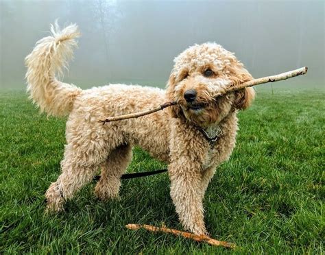  The average Miniature Goldendoodle stands between thirteen to twenty inches tall