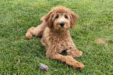  The average age for a Goldendoodle to have its last litter is between six and eight years old