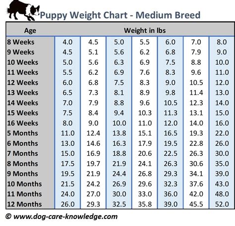  The average birth weight of the puppies is anywhere between 10 to 18 ounces