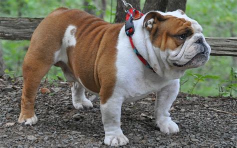  The average cost for all Bulldogs for sale is …