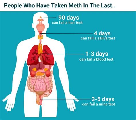  The average half-life for meth is about four to five hours
