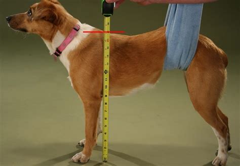  The average height of an American Bulldog male, measured from the top of his shoulder is between 20 and 28 inches at the withers