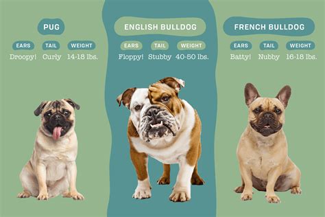  The average height of the Bulldog is around 12 to 15 inches whereas the Pug ranges anywhere between 10 and 13 inches in height