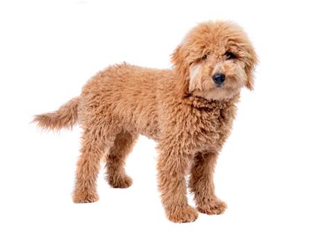 The average lifespan for a Mini Goldendoodle is 12—15 years