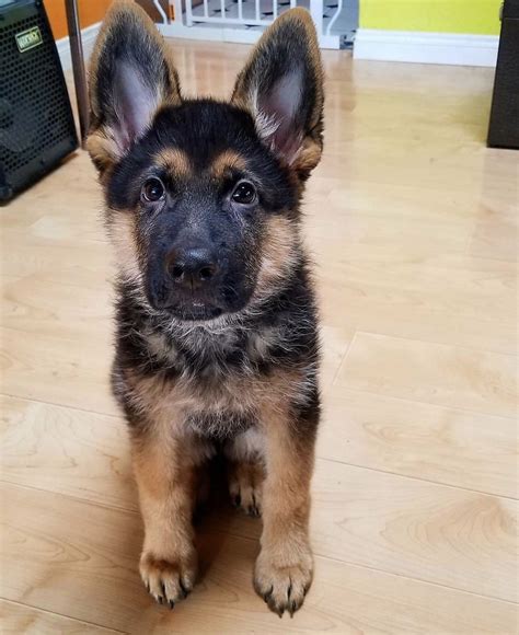  The average price for a German Shepherd puppy in New York can vary depending on the breeder