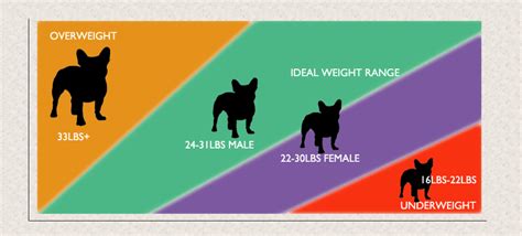  The average weight for an adult Frenchie is pounds for a female, and pounds for a male