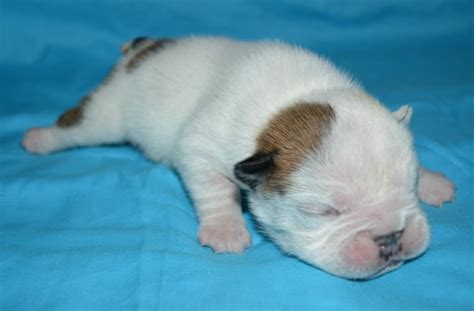  The baby bulldogs should begin cracking their eyes open and begin developing their new found eyesight