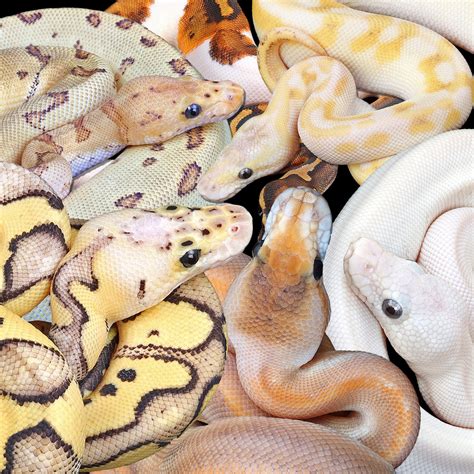  The ball pythons for sale are guaranteed eating , and sexed correctly