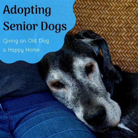  The benefits of adopting a slightly older dog are many-ranging from