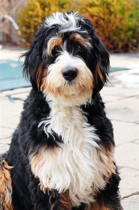  The bernedoodle is the right dog for you if: You want a friendly family dog that loves being a companion to you and your family wherever you go