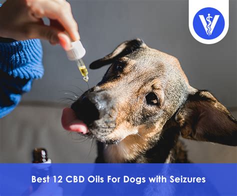  The best CBD oils for dogs with seizures come in a variety of flavors and textures, making them easy to administer to even the pickiest of dogs