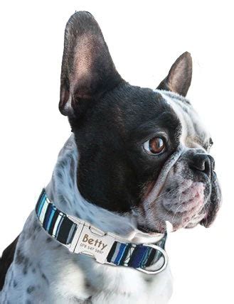  The best collar for a frenchie is adjustable, meaning it can expand or contract with just a minor adjustments