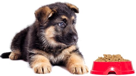  The best dog food for a German Shepherd puppy is breed specific, but this may not be available everywhere