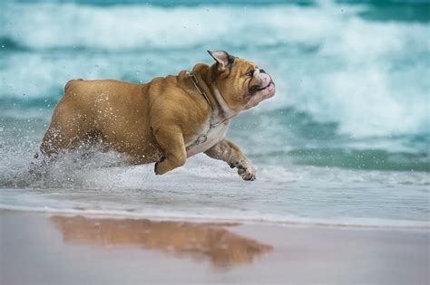  The best environment for Bulldogs to exercise is in temperate climates as these dogs overheat fast