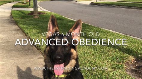  The best time for obedience lessons is between 6 months to a year, but every trainer varies in preference