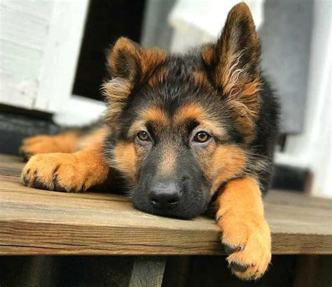  The best time to feed a German Shepherd puppy is in the morning, before you leave for the day, and in the evening, about 2 hours before you put your dog to bed