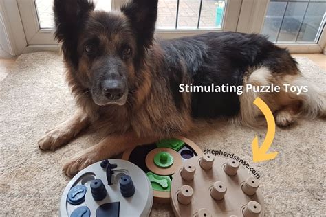 The best toys for young German Shepherds are interactive ones that stimulate their senses