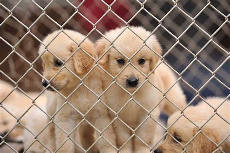  The best way to avoid a puppy mill is to ask to see where the dogs are being kept — either in person or via video chat