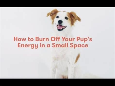  The best way to get your pup to burn off any pent-up energy is to allow it to play outside