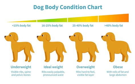  The best way to prevent your dog from gaining too much weight is to ensure their diet is appropriate for their size and give them opportunities for daily activity