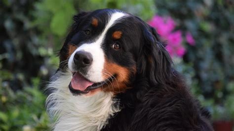  The bi colors — are generally black with the white Bernese markings