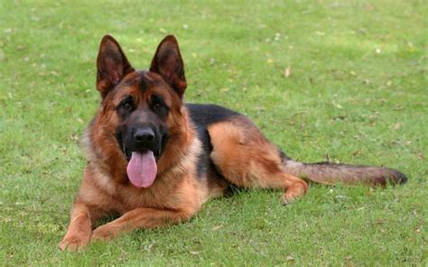  The black and red German Shepherd strongly resembles the black and tan variation