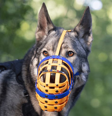  The black mask refers to a black muzzle that can also be seen on German Shepherds and Belgian Malinois