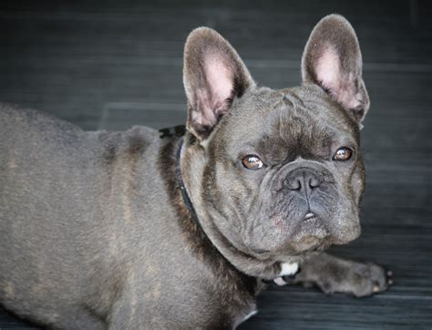  The blue Frenchie skin condition can also impact your grooming regime