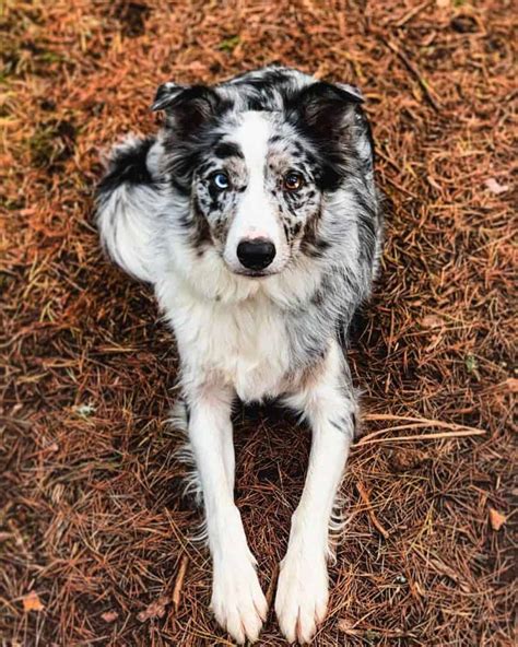  The blue merle is the most uncommon of the five blue coat patterns