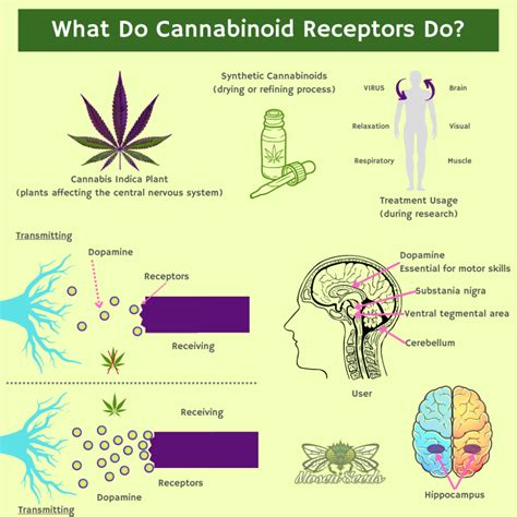  The body has cannabinoid receptors almost everywhere that connect the mind to the rest of the body