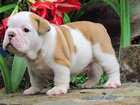  The body is compact and rather round with short muscular legs and a bob or English Bulldog Puppies For Sale