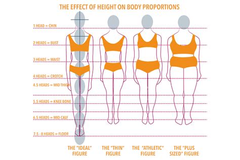  The body should be proportional to the animals overall size, the body should not be too short nor should it be too long