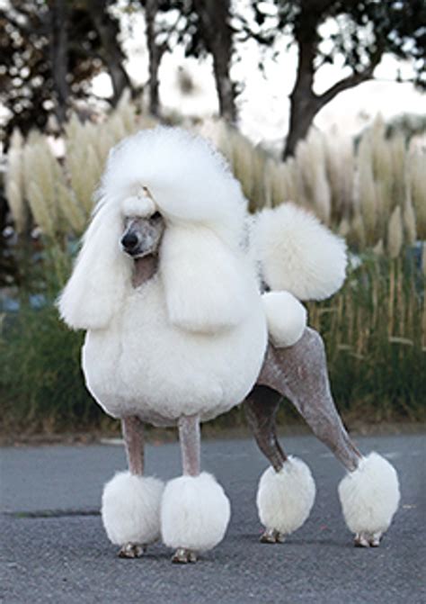  The breed became popular in the United States in the 19th century, and the American Kennel Club recognized the Poodle as a breed in 