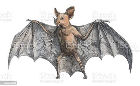 The breed first came to America at the end of the 19th Century, and it was here that the bat ears became a specific breed feature