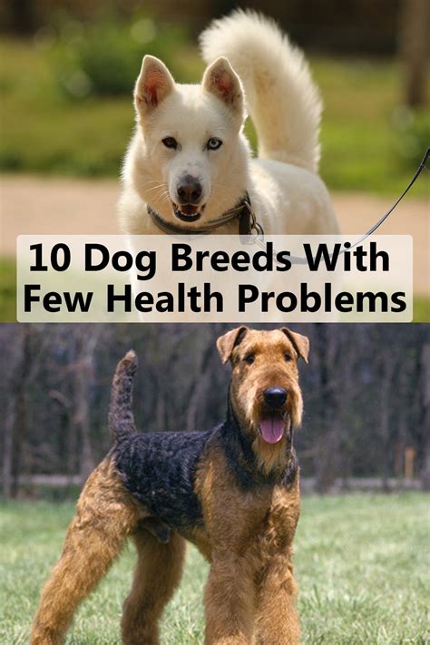  The breed has quite a few health concerns