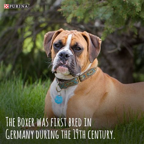  The breed is characterized by a large, square head, broad and square muzzle, and powerful jaws