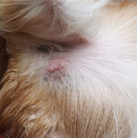  The breed is prone to mast cell tumors , skin infections, and hip and knee problems