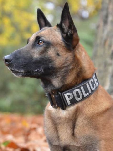  The breed is used by police forces around the world to protect and serve