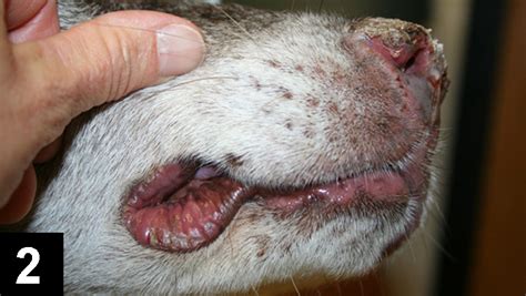  The breed often grapples with this skin inflammation, especially around the tender skin near their lips and muzzle