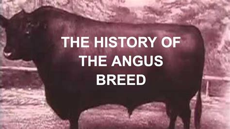  The breed originated in recent years in the United States
