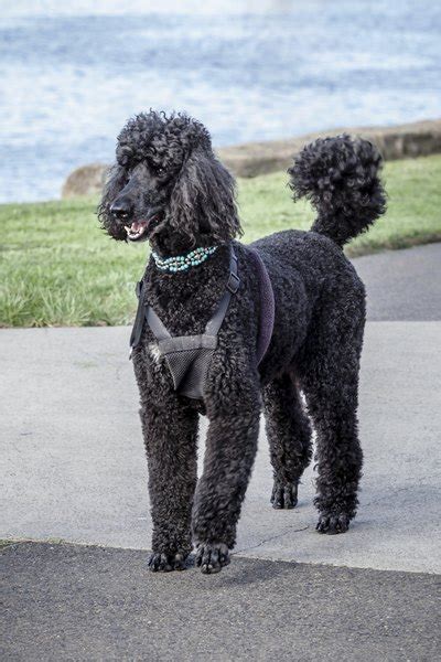  The breed was originally developed as a water retriever, and the name "Poodle" is thought to be derived from the German word "pudel," which means "to splash in the water