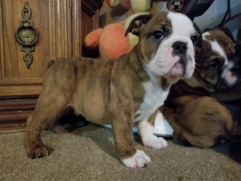  The breeder is named after Thelma, who is highly devoted to her Bulldog puppies