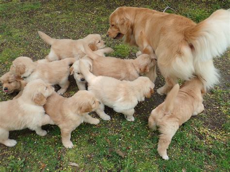  The breeder should be able to tell in each litter which of the Golden Retriever puppies is more dominant, which is shy, which is, which barks a lot, which is calmer, and of course, which of the Golden Retriever pups is most energetic